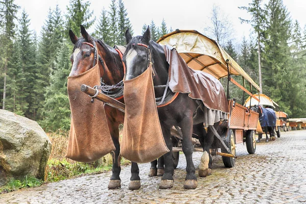 Zakopane Polen November 2019 Tatra Nationaal Park Het Poolse Hoge — Stockfoto