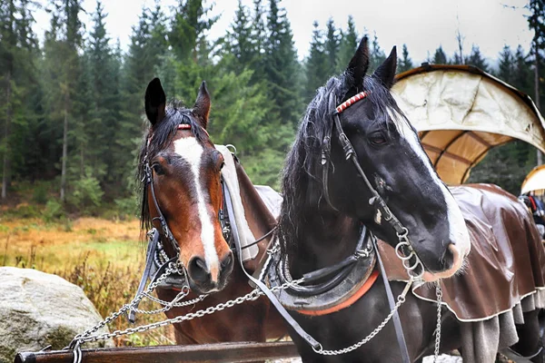 Zakopane Polónia Novembro 2019 Parque Nacional Tatra Nas Montanhas Tatra — Fotografia de Stock