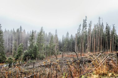 Polonya Yüksek Tatra Dağları 'ndaki Tatra Ulusal Parkı. Palenica Bialczanska 'dan Morskie Gölü' ne (Deniz Gölü 'nün Gözü) giden turistik patika, sabah sisi, Zakopane, Polonya, Avrupa.