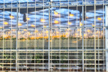 Wroclaw, Polonya - 03 Aralık 2019: Wroclaw, Polonya, Avrupa yakınlarındaki Siechnice 'de bulunan modern sera kompleksi. Citronex, Polonya 'nın önde gelen domates üreticilerinden biri..