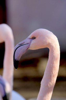 Wroclaw, Polonya - 21 Ocak 2020: Amerikan flamingosu (Phoenicopterus ruber). Kuzey Amerika 'da doğal olarak yaşayan tek flamingodur. Wroclaw, Polonya Hayvanat Bahçesi.