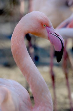 Wroclaw, Polonya - 21 Ocak 2020: Amerikan flamingosu (Phoenicopterus ruber). Kuzey Amerika 'da doğal olarak yaşayan tek flamingodur. Wroclaw, Polonya Hayvanat Bahçesi.