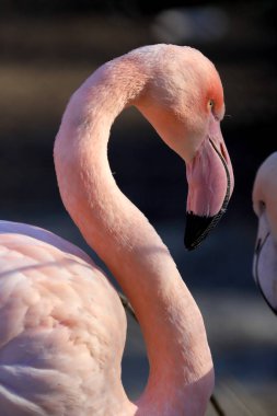 Wroclaw, Polonya - 21 Ocak 2020: Amerikan flamingosu (Phoenicopterus ruber). Kuzey Amerika 'da doğal olarak yaşayan tek flamingodur. Wroclaw, Polonya Hayvanat Bahçesi.