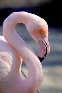 Wroclaw, Polonya - 21 Ocak 2020: Amerikan flamingosu (Phoenicopterus ruber). Kuzey Amerika 'da doğal olarak yaşayan tek flamingodur. Wroclaw, Polonya Hayvanat Bahçesi.