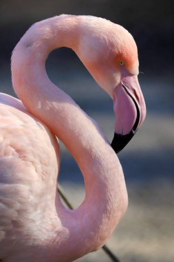 Wroclaw, Polonya - 21 Ocak 2020: Amerikan flamingosu (Phoenicopterus ruber). Kuzey Amerika 'da doğal olarak yaşayan tek flamingodur. Wroclaw, Polonya Hayvanat Bahçesi.