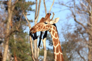 Wroclaw, Polonya - 21 Ocak 2020: Zürafa (Zürafa), Afrika 'da yaşayan en uzun boylu, karasal hayvan ve en büyük geviş getiren memelidir. Wroclaw, Polonya Hayvanat Bahçesi.