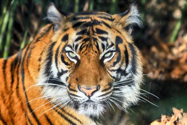 Wroclaw, Polonya - 21 Ocak 2020: Sumatran kaplanı (Panthera tigris sumatrae) Endonezya 'nın Sumatra adasında bulunan nadir bir kaplan popülasyonu. Wroclaw, Polonya Hayvanat Bahçesi.