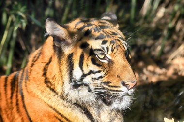 Wroclaw, Polonya - 21 Ocak 2020: Sumatran kaplanı (Panthera tigris sumatrae) Endonezya 'nın Sumatra adasında bulunan nadir bir kaplan popülasyonu. Wroclaw, Polonya Hayvanat Bahçesi.