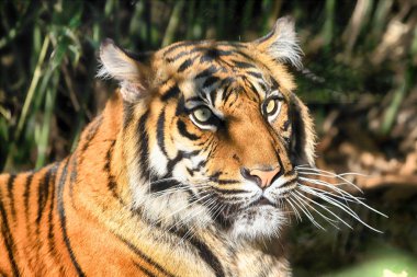Wroclaw, Polonya - 21 Ocak 2020: Sumatran kaplanı (Panthera tigris sumatrae) Endonezya 'nın Sumatra adasında bulunan nadir bir kaplan popülasyonu. Wroclaw, Polonya Hayvanat Bahçesi.
