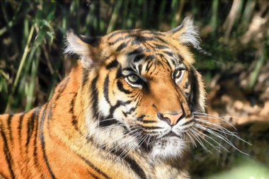 Wroclaw, Polonya - 21 Ocak 2020: Sumatran kaplanı (Panthera tigris sumatrae) Endonezya 'nın Sumatra adasında bulunan nadir bir kaplan popülasyonu. Wroclaw, Polonya Hayvanat Bahçesi.