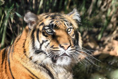 Wroclaw, Polonya - 21 Ocak 2020: Sumatran kaplanı (Panthera tigris sumatrae) Endonezya 'nın Sumatra adasında bulunan nadir bir kaplan popülasyonu. Wroclaw, Polonya Hayvanat Bahçesi.