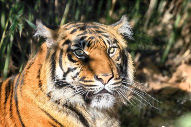 Wroclaw, Polonya - 21 Ocak 2020: Sumatran kaplanı (Panthera tigris sumatrae) Endonezya 'nın Sumatra adasında bulunan nadir bir kaplan popülasyonu. Wroclaw, Polonya Hayvanat Bahçesi.