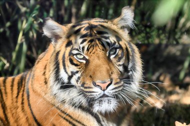 Wroclaw, Polonya - 21 Ocak 2020: Sumatran kaplanı (Panthera tigris sumatrae) Endonezya 'nın Sumatra adasında bulunan nadir bir kaplan popülasyonu. Wroclaw, Polonya Hayvanat Bahçesi.