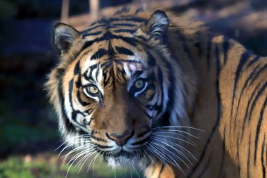 Wroclaw, Polonya - 21 Ocak 2020: Sumatran kaplanı (Panthera tigris sumatrae) Endonezya 'nın Sumatra adasında bulunan nadir bir kaplan popülasyonu. Wroclaw, Polonya Hayvanat Bahçesi.
