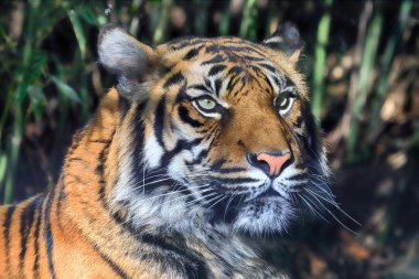 Wroclaw, Polonya - 21 Ocak 2020: Sumatran kaplanı (Panthera tigris sumatrae) Endonezya 'nın Sumatra adasında bulunan nadir bir kaplan popülasyonu. Wroclaw, Polonya Hayvanat Bahçesi.