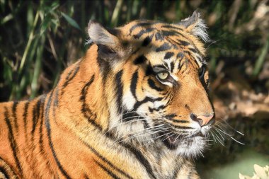 Wroclaw, Polonya - 21 Ocak 2020: Sumatran kaplanı (Panthera tigris sumatrae) Endonezya 'nın Sumatra adasında bulunan nadir bir kaplan popülasyonu. Wroclaw, Polonya Hayvanat Bahçesi.