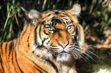 Wroclaw, Polonya - 21 Ocak 2020: Sumatran kaplanı (Panthera tigris sumatrae) Endonezya 'nın Sumatra adasında bulunan nadir bir kaplan popülasyonu. Wroclaw, Polonya Hayvanat Bahçesi.
