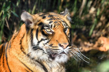 Wroclaw, Polonya - 21 Ocak 2020: Sumatran kaplanı (Panthera tigris sumatrae) Endonezya 'nın Sumatra adasında bulunan nadir bir kaplan popülasyonu. Wroclaw, Polonya Hayvanat Bahçesi.