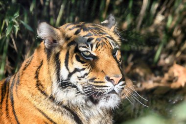 Wroclaw, Polonya - 21 Ocak 2020: Sumatran kaplanı (Panthera tigris sumatrae) Endonezya 'nın Sumatra adasında bulunan nadir bir kaplan popülasyonu. Wroclaw, Polonya Hayvanat Bahçesi.