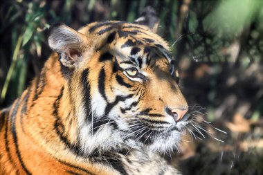 Wroclaw, Polonya - 21 Ocak 2020: Sumatran kaplanı (Panthera tigris sumatrae) Endonezya 'nın Sumatra adasında bulunan nadir bir kaplan popülasyonu. Wroclaw, Polonya Hayvanat Bahçesi.