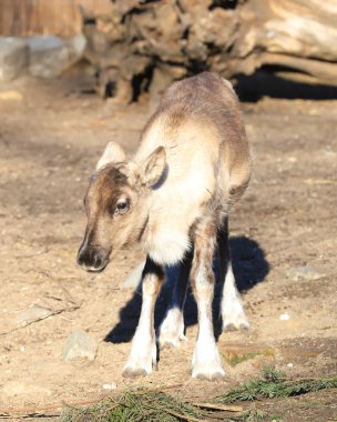 Wroclaw, Polonya - 21 Ocak 2020: Ren geyiği (Rangifer tarandus), Kuzey Amerika 'da ren geyiği olarak da bilinir. Wroclaw, Polonya Hayvanat Bahçesi.