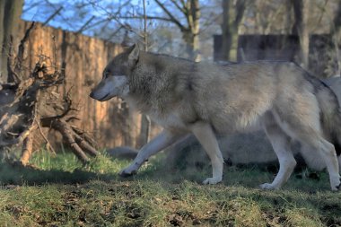 Wroclaw, Polonya - 21 Ocak 2020: Gri Kurt olarak da bilinen kurt (