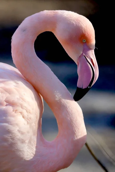 Wroclaw Polónia Janeiro 2020 Flamingo Americano Phoenicopterus Ruber Único Flamingo — Fotografia de Stock