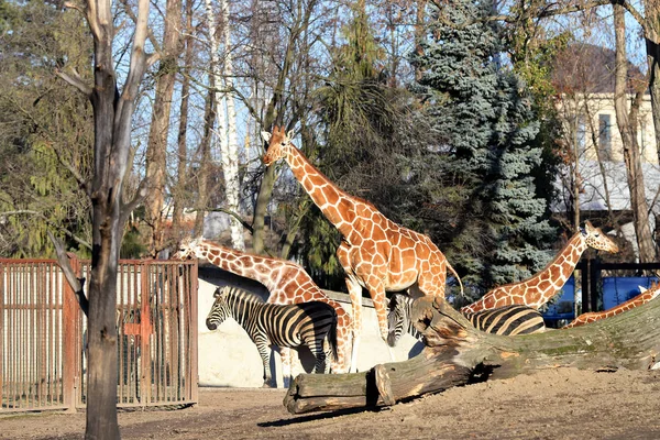 Wroclaw Polónia Janeiro 2020 Girafa Girafa Mamífero Artiodáctilo Africano Animal — Fotografia de Stock