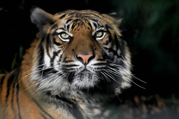 Wroclaw Polónia Janeiro 2020 Tigre Sumatra Panthera Tigris Sumatrae Uma — Fotografia de Stock