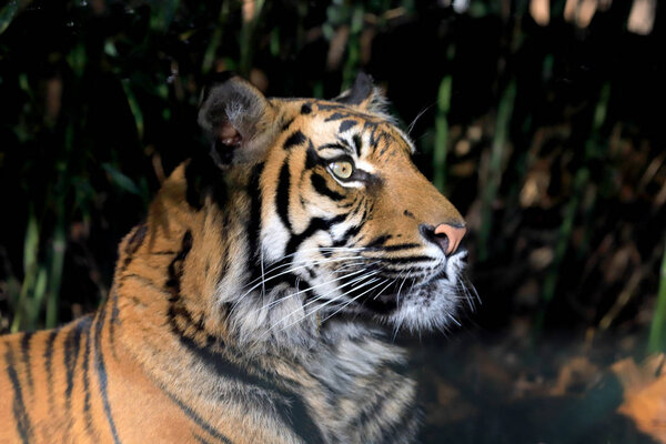 WROCLAW, POLAND - JANUARY 21, 2020: The Sumatran tiger (Panthera tigris sumatrae) is a rare tiger population in the Indonesian island of Sumatra. ZOO in Wroclaw, Poland.