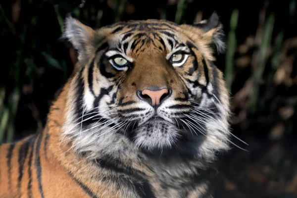 Wroclaw Polonia Gennaio 2020 Tigre Sumatra Panthera Tigris Sumatrae Una — Foto Stock