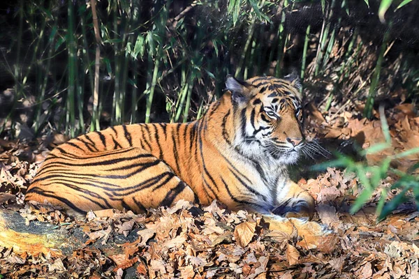 ポーランドのヴロツワフ 2020年1月21日 スマトラトラ Panthera Tigris Sumatrae インドネシアのスマトラ島に生息する珍しいトラの個体群である ポーランドのヴロツワフに動物園 — ストック写真