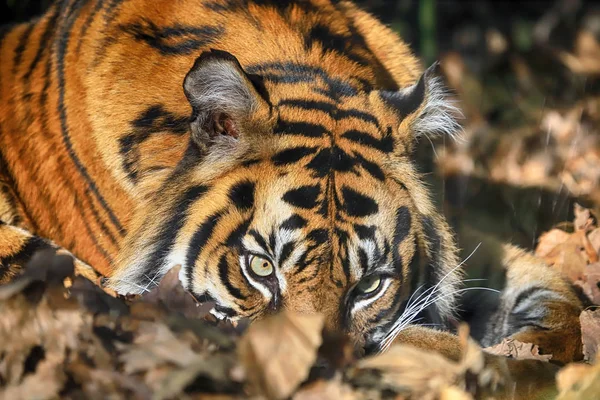 Вроцлав Польща Січня 2020 Суматранський Тигр Panthera Tigris Sumatrae Рідкісна — стокове фото