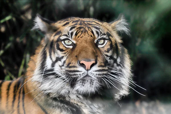 Wroclaw Polen Januari 2020 Sumatrantigern Panthera Tigris Sumatrae Sällsynt Tigerpopulation — Stockfoto