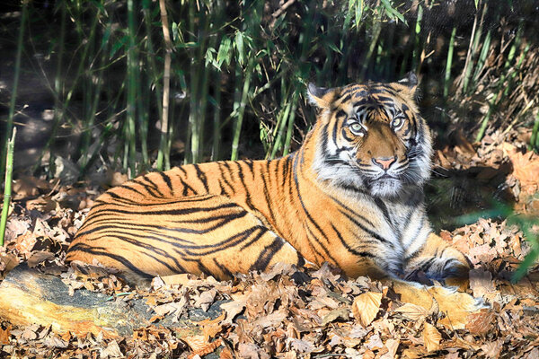 ВРОКЛАВ, ПОЛЬША - 21 ЯНВАРЯ 2020: Суматранский тигр (Panthera tigris sumatrae) - редкая популяция тигров на индонезийском острове Суматра. Зоопарк во Вроцлаве, Польша
.