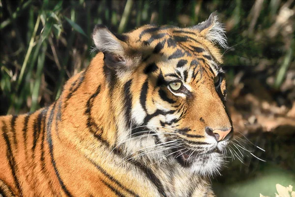 Wroclaw, Polonya - 21 Ocak 2020: Sumatran kaplanı (Panthera tigris sumatrae) Endonezya 'nın Sumatra adasında bulunan nadir bir kaplan popülasyonu. Wroclaw, Polonya Hayvanat Bahçesi.