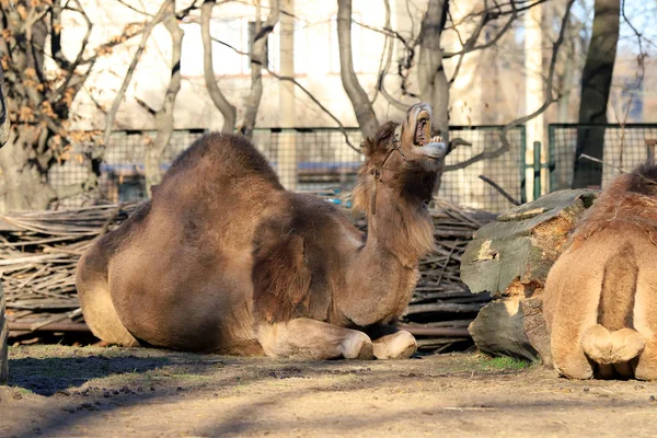 Wroclaw Polonia Gennaio 2020 Dromedario Chiamato Anche Cammello Somalo Camelus — Foto Stock