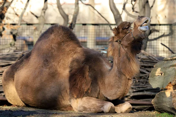 Wroclaw Polonya Ocak 2020 Dromedary Ayrıca Somali Devesi Camelus Dromedarius — Stok fotoğraf