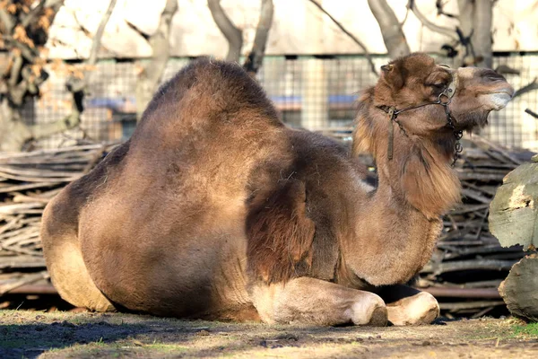 Wroclaw Polonya Ocak 2020 Dromedary Ayrıca Somali Devesi Camelus Dromedarius — Stok fotoğraf