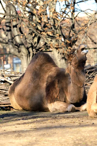 Vratislav Polsko Ledna 2020 Dromedár Nazývaný Také Somálský Velbloud Camelus — Stock fotografie