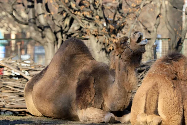 Wroclaw Polonia Gennaio 2020 Dromedario Chiamato Anche Cammello Somalo Camelus — Foto Stock