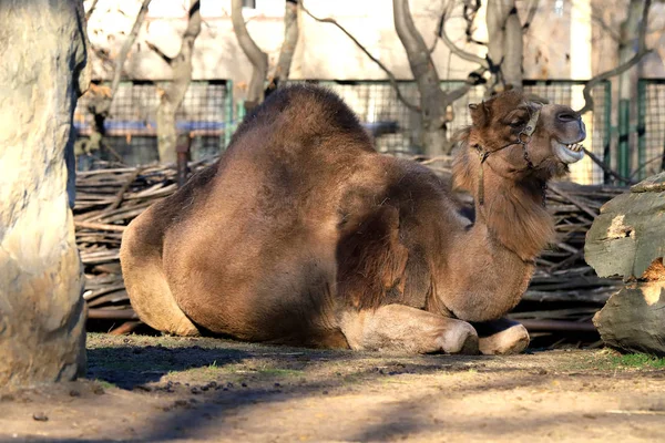 Вроцлав Польща Січня 2020 Дромедар Також Відомий Сомалійський Верблюд Camelus — стокове фото