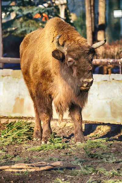 波兰弗罗茨拉夫 2020年1月21日 欧洲野牛 Bison Bonasus 又称欧洲野牛 是一种欧亚野牛 波兰弗罗茨拉夫动物园 — 图库照片