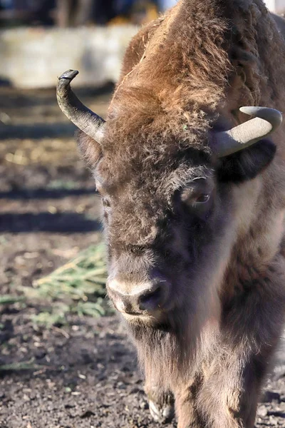 Wroclaw Polonia Enero 2020 Bisonte Europeo Bison Bonasus También Conocido —  Fotos de Stock