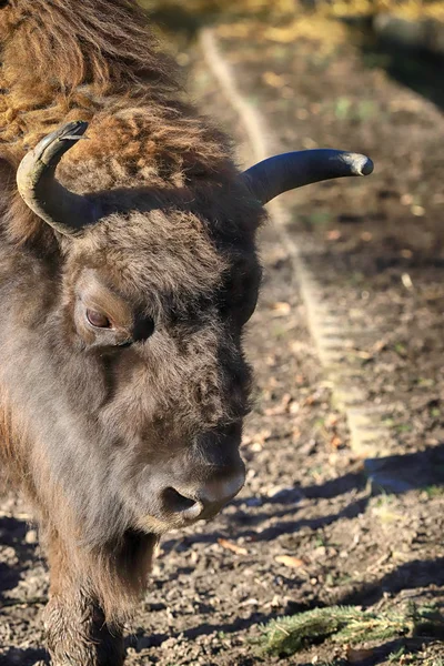 Wroclaw Polonia Enero 2020 Bisonte Europeo Bison Bonasus También Conocido —  Fotos de Stock