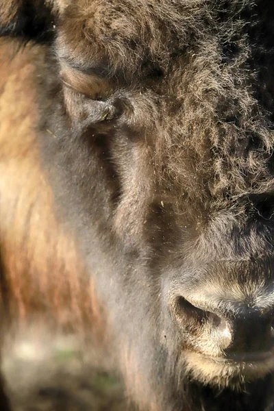 Wroclaw Polonia Enero 2020 Bisonte Europeo Bison Bonasus También Conocido —  Fotos de Stock