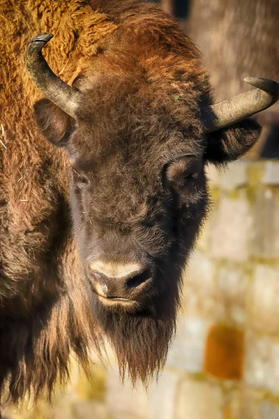 Wroclaw Polónia Janeiro 2020 Bisão Europeu Bison Bonasus Também Conhecido — Fotografia de Stock