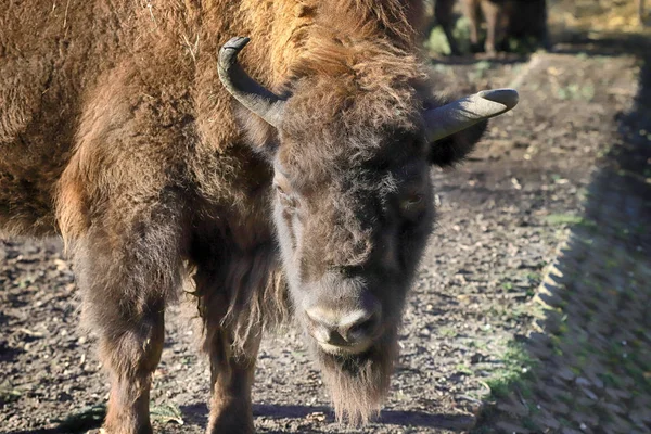 波兰弗罗茨拉夫 2020年1月21日 欧洲野牛 Bison Bonasus 又称欧洲野牛 是一种欧亚野牛 波兰弗罗茨拉夫动物园 — 图库照片