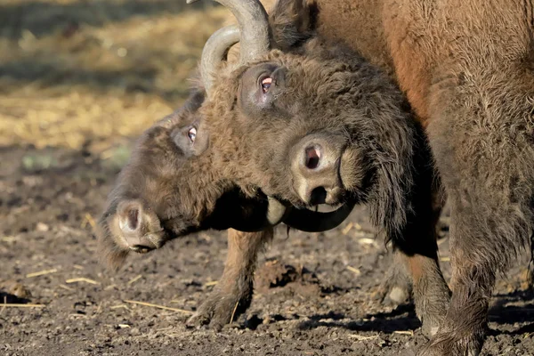 波兰弗罗茨拉夫 2020年1月21日 欧洲野牛 Bison Bonasus 又称欧洲野牛 是一种欧亚野牛 波兰弗罗茨拉夫动物园 — 图库照片