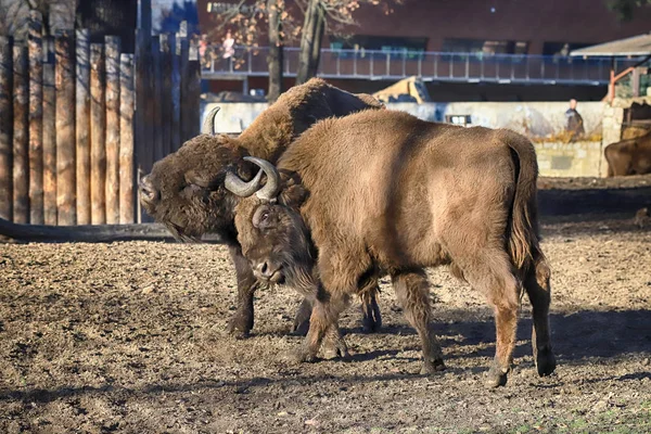 Wroclaw Poland January 2020 European Bison Bison Bonasus Also Known — Stock Photo, Image